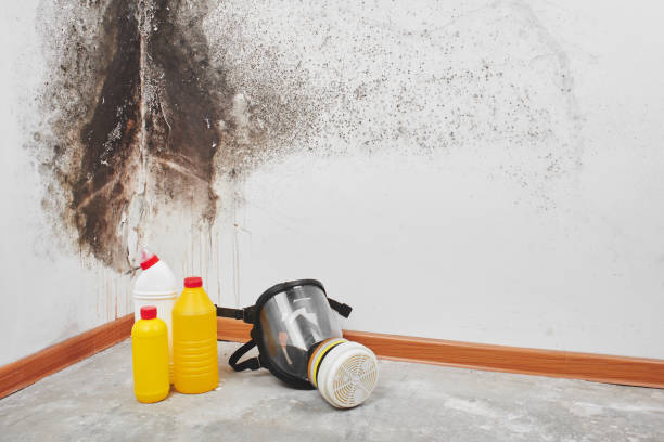Best Industrial Mold Remediation in Bigfoot, TX