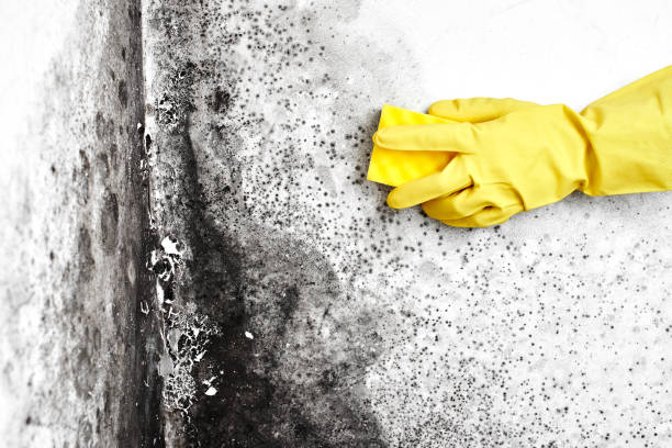 Best Basement Mold Remediation in Bigfoot, TX