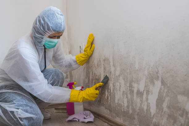 Bigfoot, TX Mold Remediation Company