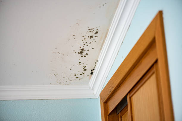 Best Bathroom Mold Remediation in Bigfoot, TX