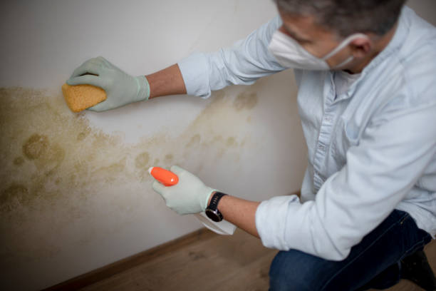 Best Mold Testing and Inspection Services in Bigfoot, TX