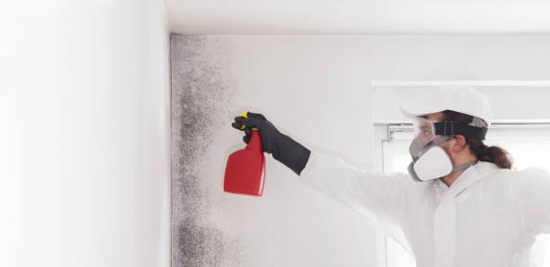 Best Residential Mold Remediation in Bigfoot, TX