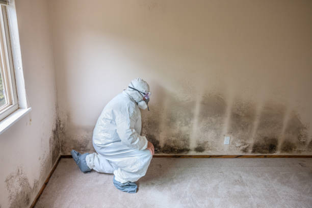 Best Insurance-Related Mold Remediation in Bigfoot, TX