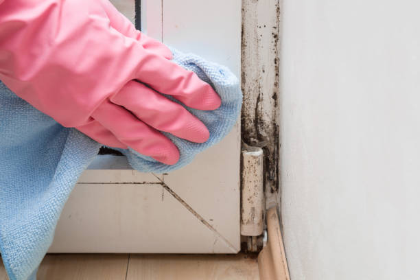 Best Attic Mold Remediation in Bigfoot, TX