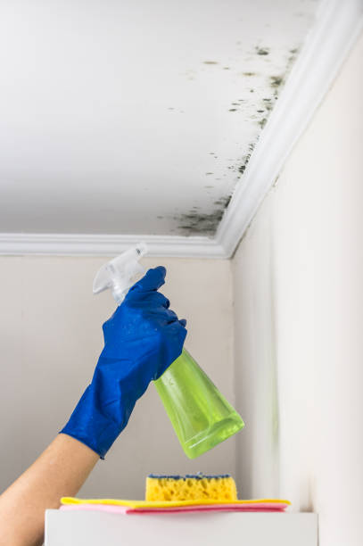 Best HVAC Mold Remediation in Bigfoot, TX